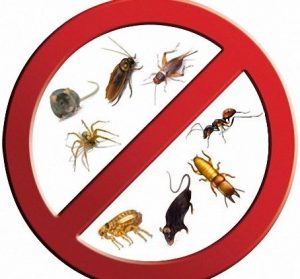 كيفية مكافحة الحشرات المنزلية