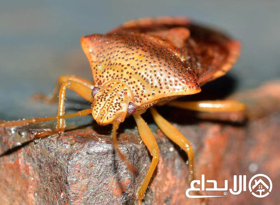 حشرة البق