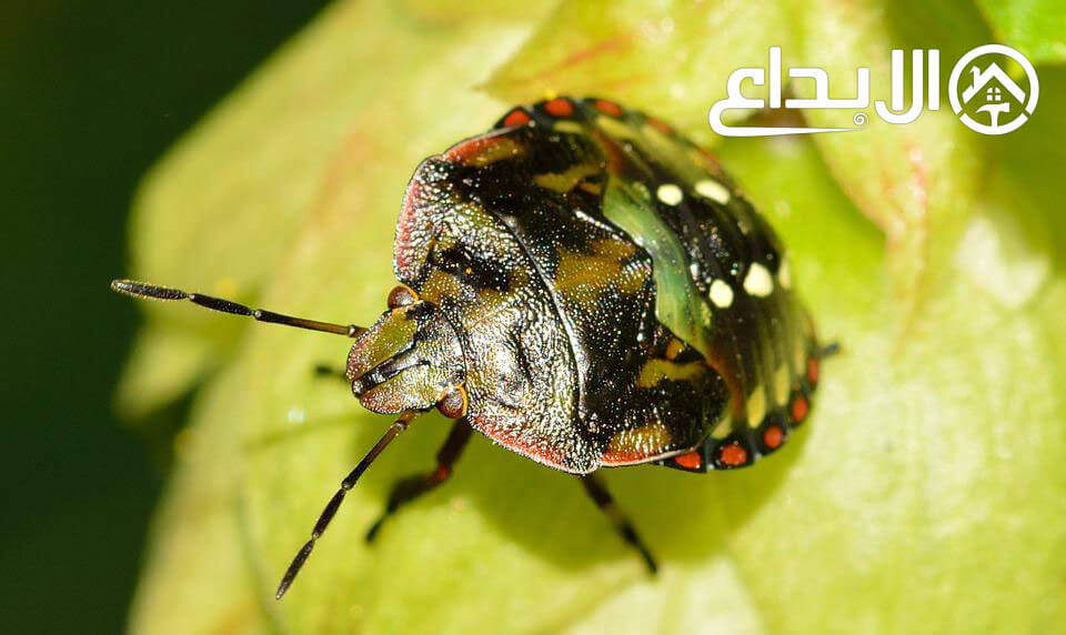 شركات رش بق الفراش