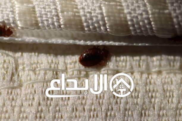 مكافحة البق حي